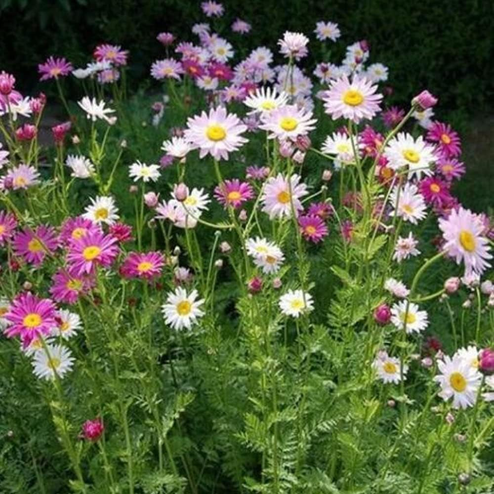 Flowers 100 Seeds Painted Daisy Robinsons Giant Mix Perennial Huge Cut - Flowers Organic Plant Seeds for Home and Garden - Fresh Seeds for Planting