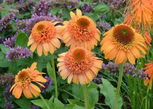 Echinacea 'Supreme Cantaloupe' Flower Seeds, 50 Seeds / Pack, Orange Red Coneflower KK049