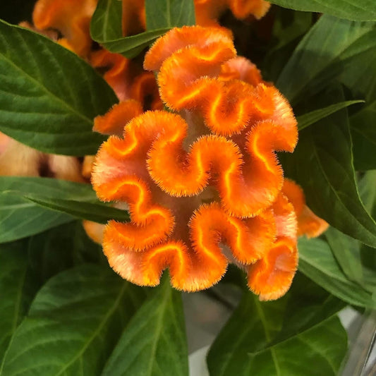 30+ Orange Colored Cockscomb / Celosia Flower Seeds Reseeding Annual