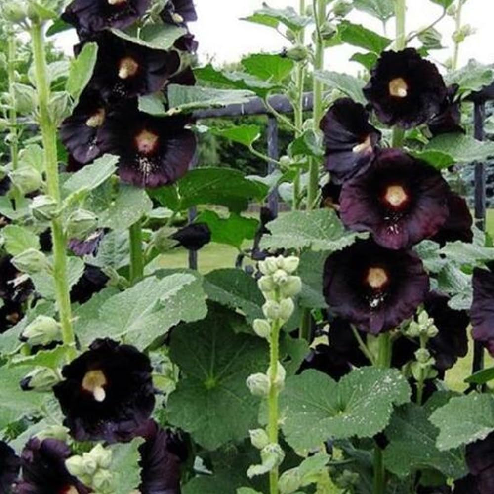 30 Seeds Black Hollyhock Flower - Live Organic Fresh Seeds Foor Planting - Seeds for Home and Garden