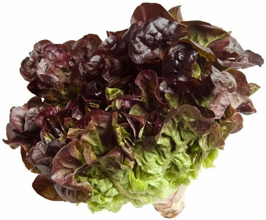 Crisp Oak Leaf RED Lettuce (Oakleaf) Seeds Loose Leaf 500 Seeds - Organic Fresh Seeds for Planting - Live Seeds
