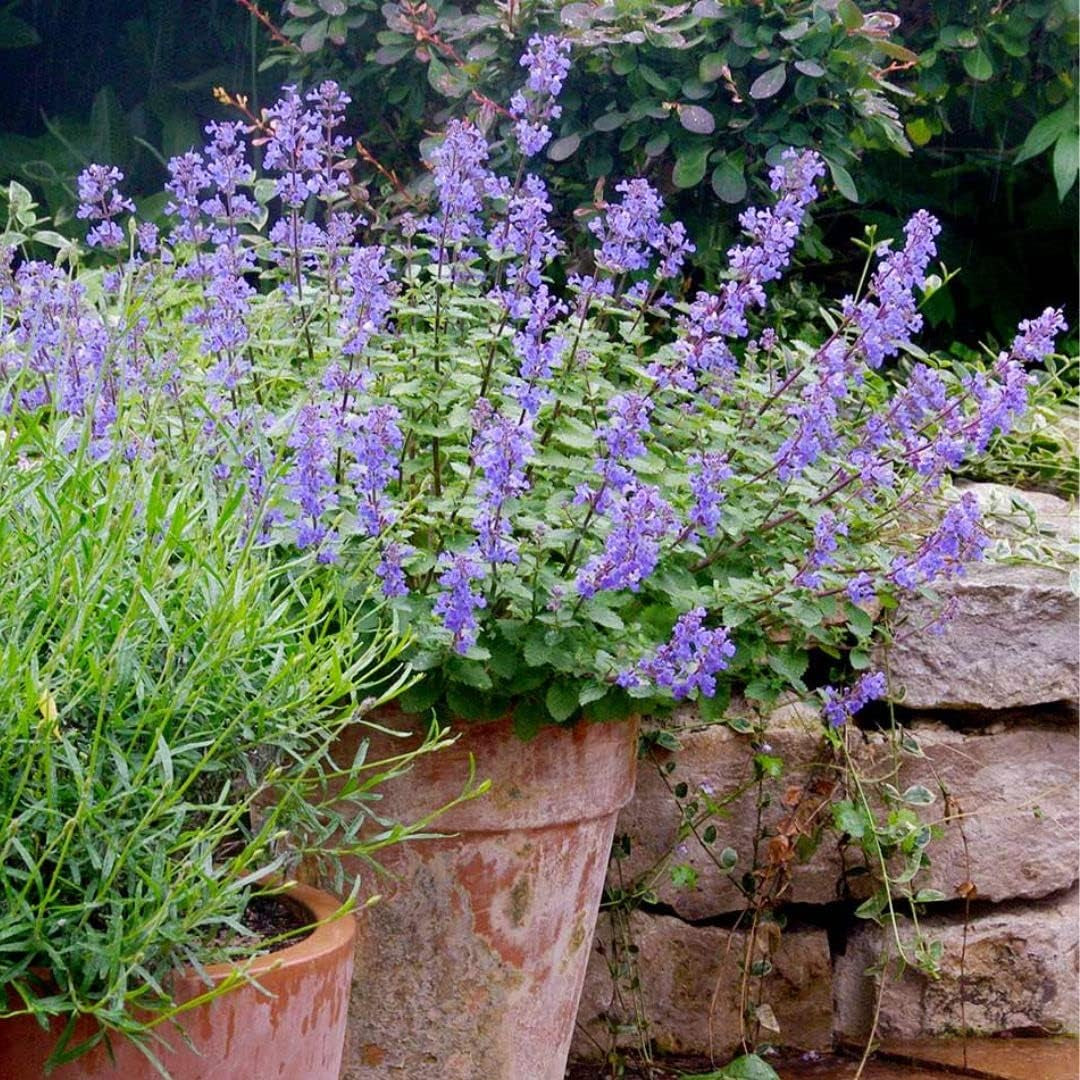 Catmint Seeds- 'Blue Wonder'-(Nepeta Mussinii)-Compact, Heat Tolerant,Perennial (50 Seeds)