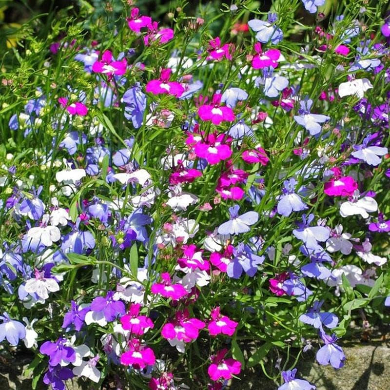 50+ Trailing Mixed Lobelia Regatta Perennial Flower Seeds/Great for Hanging Baskets