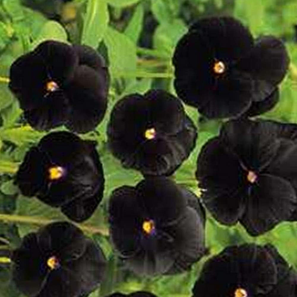 Pansy - Black 50 Seeds - Black Flower Seed for Planting - 50 Pansy Seeds for Home and Garden