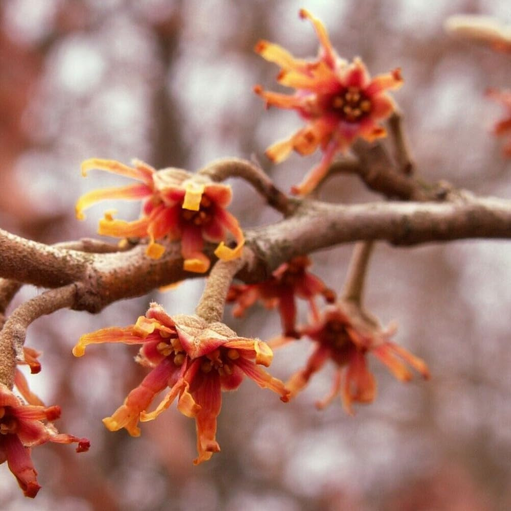 15 Seeds Vernal Witch Hazel - Hamamelis Vernalis - Organic Fresh Plant Seeds for Home and Garden - Seeds for Planting for Landscape